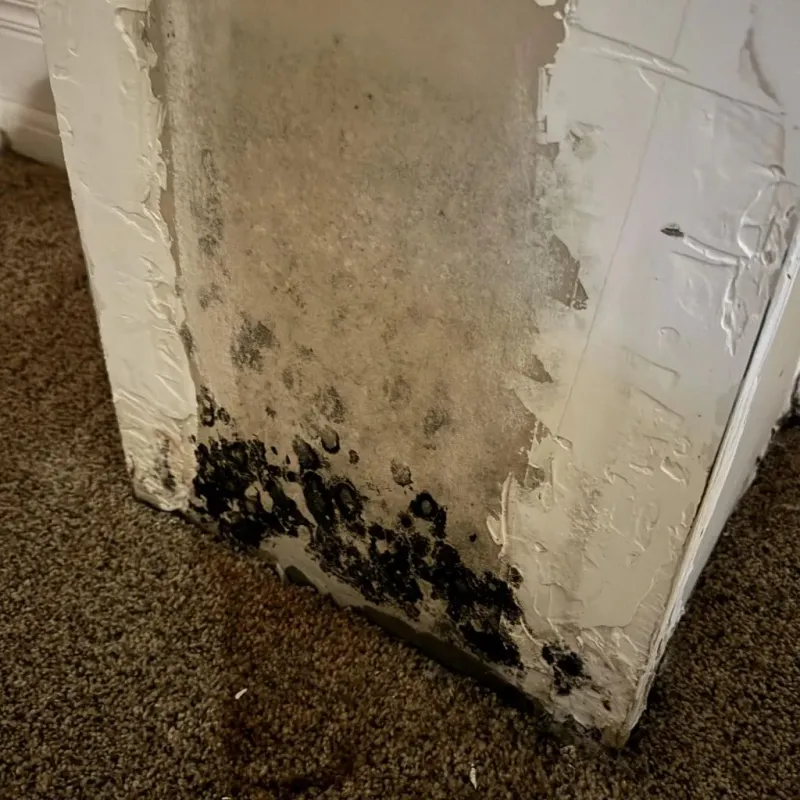 Professional Mold Removal in Rocky Point, WA